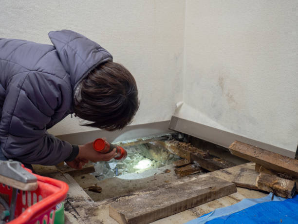 Best Mold Documentation for Insurance Claims  in Germantown, TN