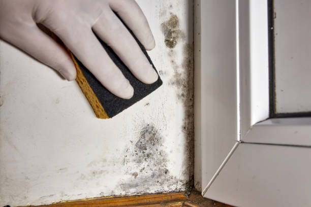Asbestos and Lead Testing During Mold Inspection in Germantown, TN